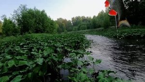 Голавлик из лесного ручья