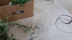 Что привезла с путешествия и обзор балкона