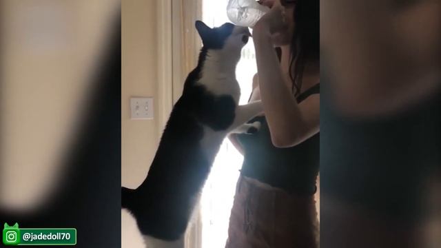 Самые смешные кошки и собаки на свете - Милые видео с домашними животными - Постарайтесь не смеяться