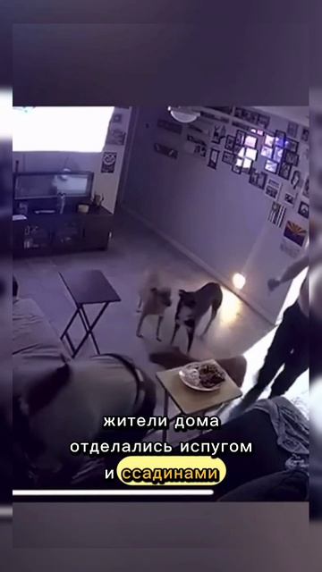 Все живы #shorts #shortvideo #video #новости #животные #тренды #дтп #авто #чудо #memes #авария #2025