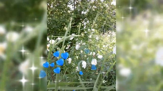 🌹 КУСТЫ БЕЛОЙ РОЗЫ, ШИПОВНИК 🌹 18 ИЮНЯ 2025 г.🌹