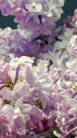 Сирень #wallpaper #relaxing #flowers #love #livewallpaper #цветы #2025 ##shorts #надеждажитина