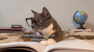 КОТИКИ В ШКОЛЕ - БЯБЯДЕЛКИ