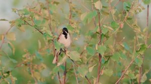 Ovsyanka N-log Nikon z6 III test