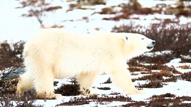 Звуки природы и лёгкая музыка для покоя — Часть 9