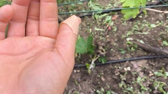 Премьер Водяная Лилия Наслаждение Мясистый Мальва Роса Калина Красная Волшебный Сон и др. НОВИНКИ