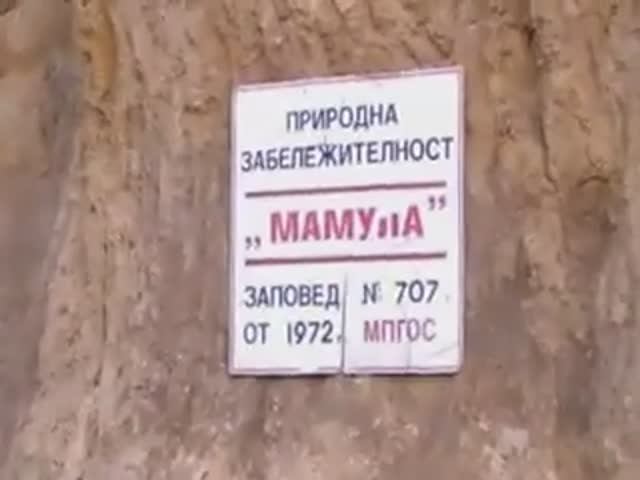 МАМУЛА (2)
