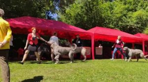 готов лес и тедик