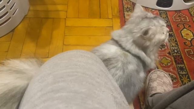 Дневник пушистой кошки: Записи о жизни, любви и приключениях