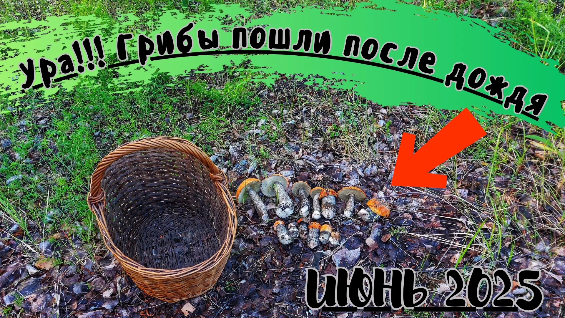 УРАА! ГРИБЫ пошли после ДОЖДЯ! Сбор ГРИБОВ в ИЮНЕ 2025! ПОДОСИНОВИКИ!