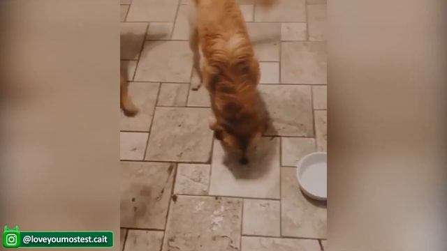Самые смешные домашние животные на свете - Попробуйте не рассмеяться  - Милые Кошки и Собаки