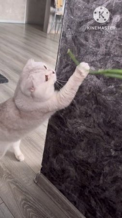 😸🧅 🧅