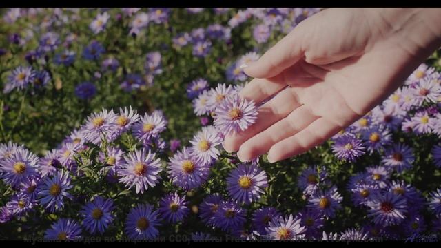 Пейзажи говорят с душой через эти ноты - Artificial Intelligence -- Ryan Andersen -- Pop Music