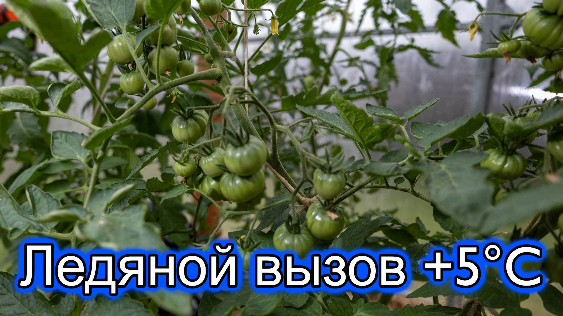 Как уберечь томаты при +5°C? Секрет - не в утеплении!