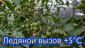 Как уберечь томаты при +5°C? Секрет - не в утеплении!