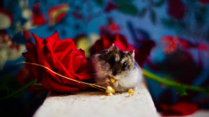 Голди вылазит из тыковки