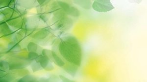 Лето, листья берёзы / фон футаж для текста