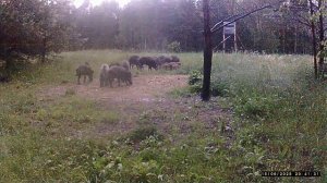 Фотоловушка. Кабаны под дождём .