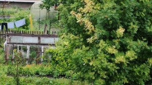 Деревенская теплица на огороде, уютная и тихая жизнь в деревне