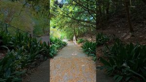 Приморский парк Никитского ботанического сада