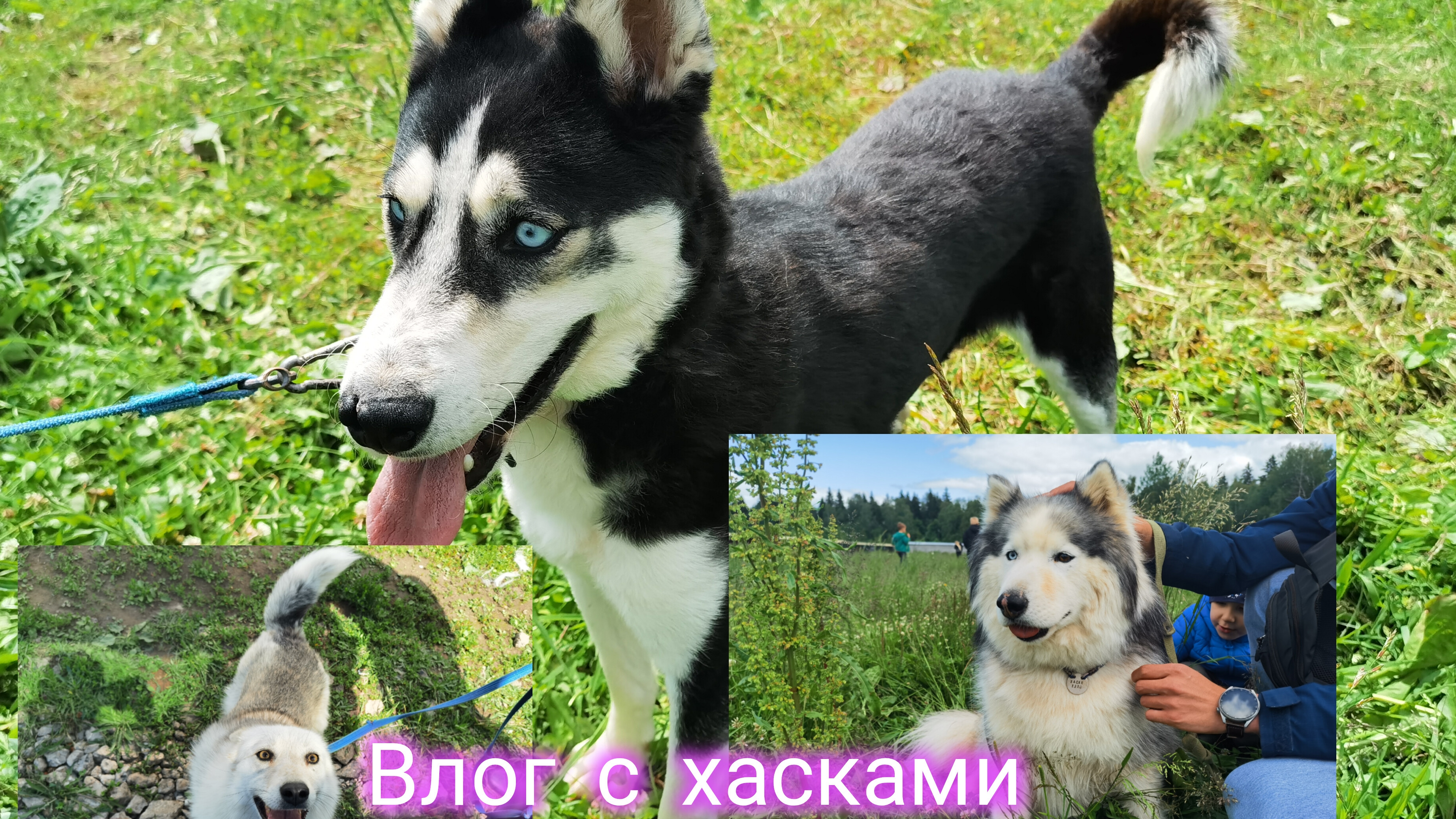 ВЛОГ: прогулка с хасками ✨, 3 разные собачки 🐶, Тристан❤️ Орная❤️ Рошель❤️