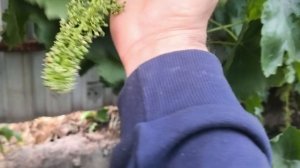 АВАТАР киш миш подтверждает свою урожайность