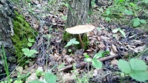 Прогулка в лес грибы Поганка