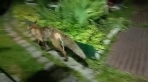 (1045) Лиса приходит в гости. Июнь 2025
