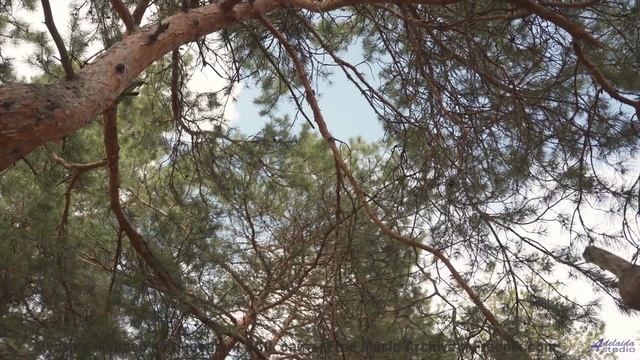 Пыль, ветер в лицо и звук, который заводит как двигатель! - Pennies -- Ketsa -- Summer With Sound