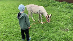 Ранчо Авенсис контактный зоопарк веселый обзор. Море улыбок и много животных) Для детей и взрослых)
