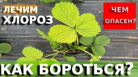 Хлороз на клубнике: как распознать, чем опасен и эффективные способы борьбы в 2025 году