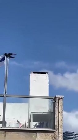 Против жидких даже птицы
