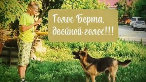 Ребёнок дрессирует собаку, Альфа и Берта ловят сладкое