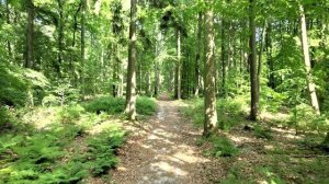 Красивый лес часть 22