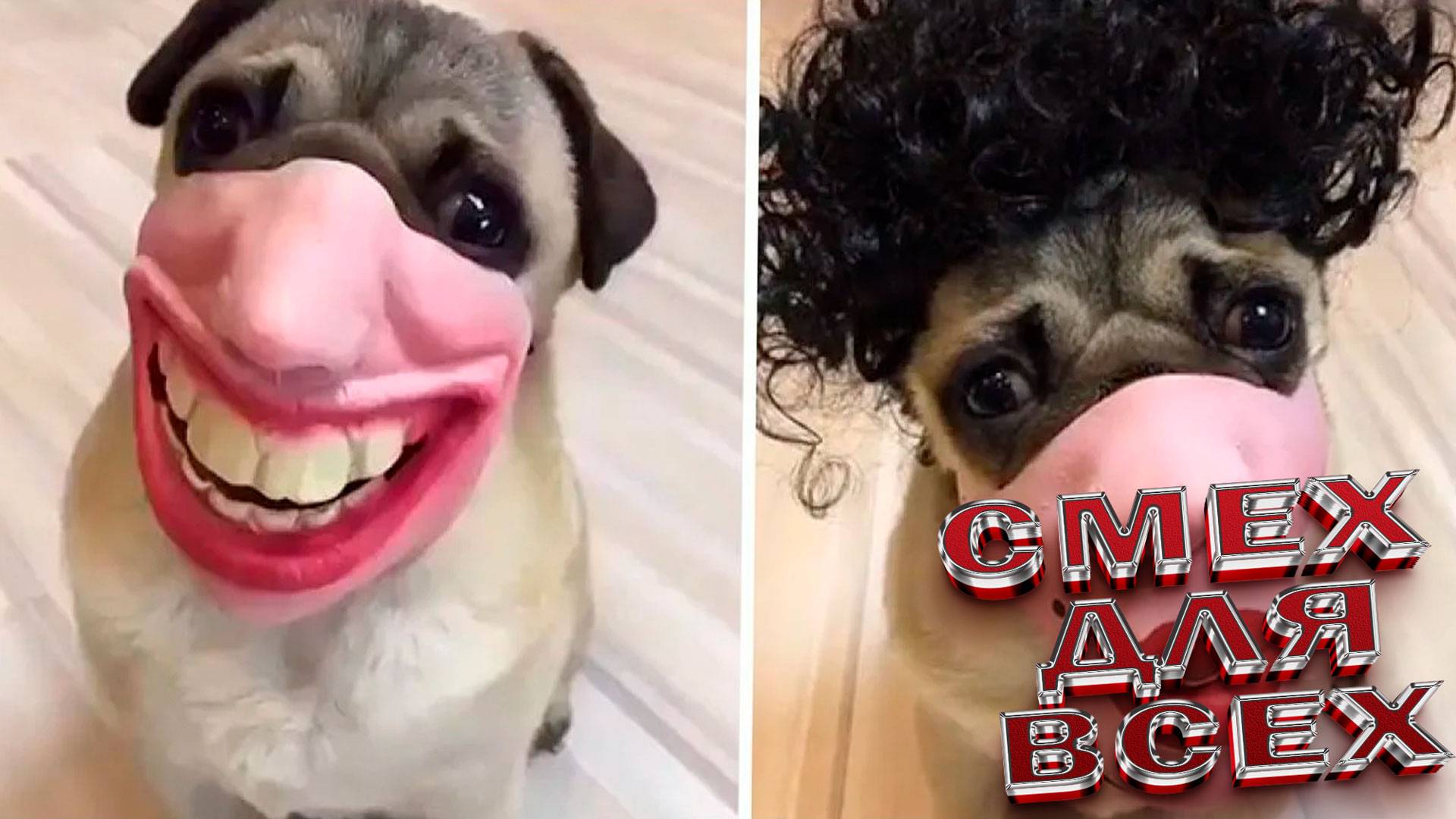 🥰 СМЕШНЫЕ ВИДЕОПРИКОЛЫ С ХВОСТАТЫМИ уникальные и смешные видео с милыми животными 🦦🐱🦔
