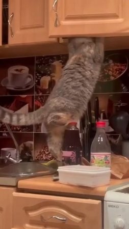 Наш TG https://t.me/liveofcats