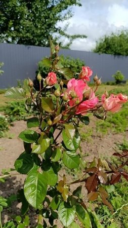 Красота в огороде. Розы