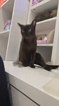 Котейка на движе