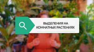 КАПЛИ НА КОМНАТНЫХ РАСТЕНИЯХ