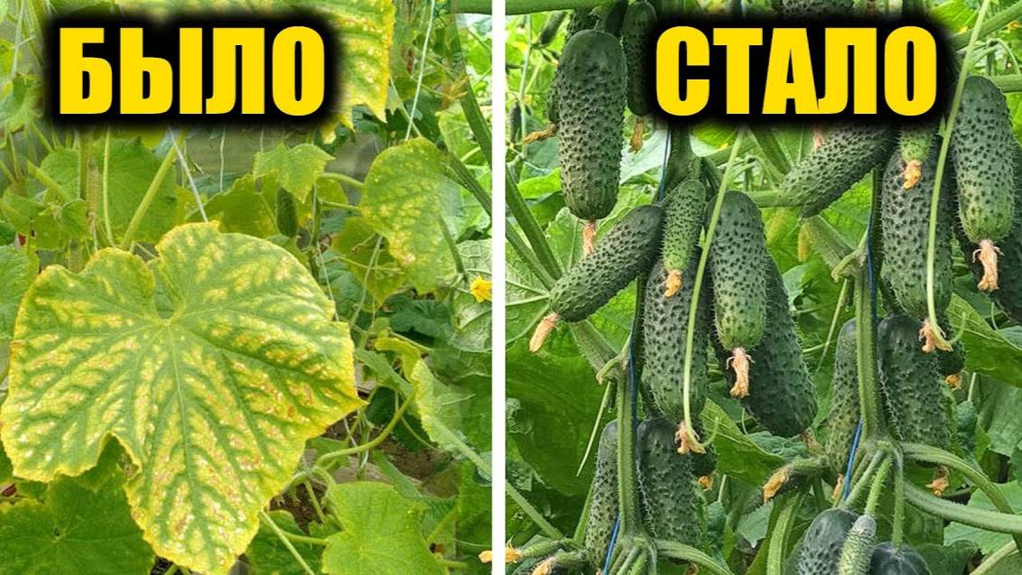 🌱 Желтые листья на огурцах – не проблема! Как продлить плодоношение до холодов ❄️🥒