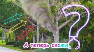 Веселая песенка про животных за окном! Что ты видишь?