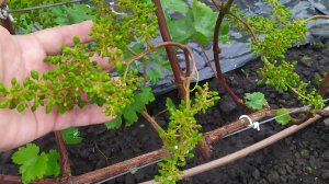 СËМУШКА, ЛАРА и ФИШКА  !   ОПЫЛЕНИЕ после 10 дневных дождей!!!