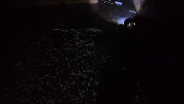 СОБАКИ-ОХРАННИКИ, ПОДВАЛЫ И ПОБЕГ! МЫ ЧУТЬ НЕ ПОПАЛИСЬ В ЗАБРОШЕННОМ "ДВОРЦЕ" ОМСКА