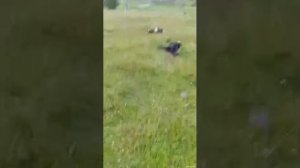 Молния ударила в стадо овец. К сожалению около двадцати животных погибли.