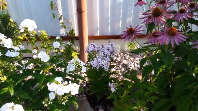 Мои летние цветы часть (11)