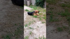 Приюту очень нужен корм 🙏 8985 193 0027