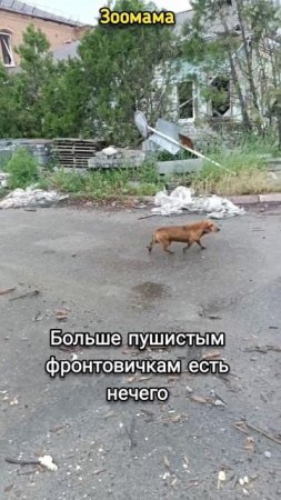 Животным фронтовичкам нечего есть