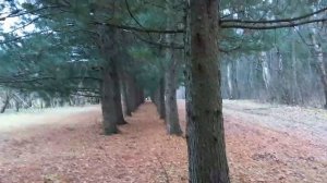 Russia Благородный кедр