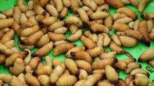 'Nature Gives Unique Fruits Huong's Harvested and to Sell at the Market". Trieu Mai Huong