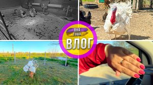 Цыпленок не выжил. Все петухи фермы. Индюк. Опять стройка. Новые ноготки.